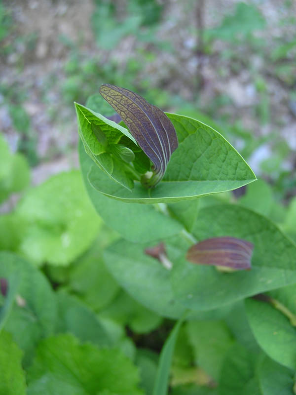 Aristolochia rotunda / Aristolochia rotonda